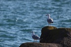 Goélands 22-03-26 03 (1575 visits) Goélands 22-03-26 03