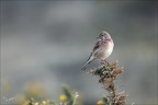 Linotte mélodieuse 20-03-26 11 (1205 visits) Linotte mélodieuse 20-03-26 11