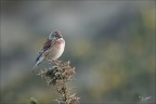 Linotte mélodieuse 20-03-26 12 (1234 visits) Linotte mélodieuse 20-03-26 12