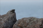 Pipit maritime 20-03-26 13 (1208 visits) Pipit maritime 20-03-26 13