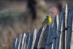 Serin cini 17-03-26 03 (1335 visits) Serin cini 17-03-26 03