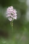 Neotinea tridentata 02.05.26-0004 (1865 visits) Neotinea tridentata 02.05.26-0004