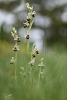 Ophrys fuciflora 02.05.26-0005 (2000 visits) Ophrys fuciflora 02.05.26-0005