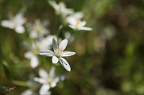 Ornithogalum umbellatum I
