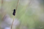 Epichnopterix plumella 02.05.26-0001