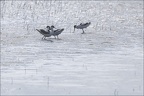 Avocette élégante  02-06-26 024