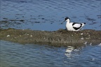Avocette élégante  26-05-26 12