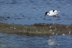 Avocette élégante  26-05-26 08
