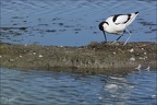 Avocette élégante  26-05-26 10