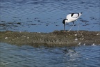 Avocette élégante  26-05-26 09