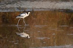 Avocette élégante  28-05-26 28