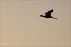 Avocette élégante  26-05-26 17