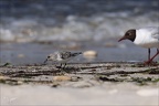 Bécasseaux sanderling  31-05-26 08