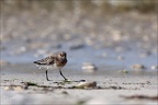 Bécasseaux sanderling  31-05-26 22