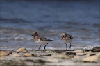 Bécasseaux sanderling  31-05-26 11