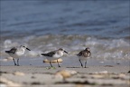 Bécasseaux sanderling  31-05-26 33