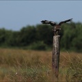 Buse variable 24-05-26 05