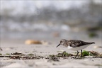 Bécasseaux sanderling  31-05-26 62