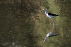 Echasse blanche  05-06-26 06
