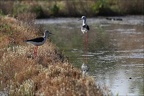 Echasse blanche  05-06-26 08