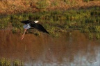 Echasse blanche  25-05-26 13