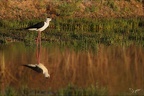 Echasse blanche  25-05-26 10