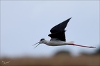 Echasse blanche  05-06-26 11