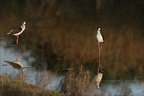 Echasse blanche  26-05-26 23