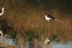 Echasse blanche  26-05-26 21