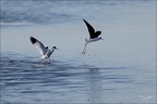 Echasse blanche  27-05-26 32