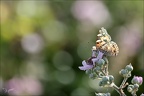 La belle-dame  28-05-26 03