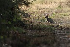 Lapin de garenne  31-05-26 011