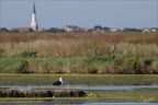 Marais d'Ars  27-05-26 01