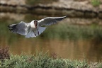 Mouette rieuse  27-05-26 04