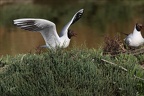 Mouette rieuse  27-05-26 06