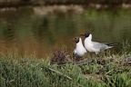 Mouette rieuse  27-05-26 09