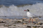 Mouette mélanocéphale  31-05-26 05