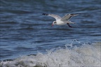 Mouette mélanocéphale  31-05-26 01