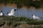 Mouette rieuse 27-05-26 10 (2 visite) Mouette rieuse 27-05-26 10