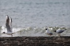 Mouettes rieuses  30-05-26 04