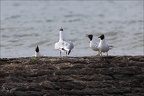 Mouettes rieuses  30-05-26 02