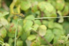 Sympetrum méridional  01-06-26 06