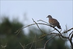 Tourterelle des bois  01-06-26 11