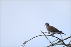 Tourterelle des bois  01-06-26 14