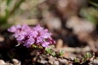 Thymus serpyllum 01.07.26-0001