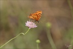 Mélitée orangée 16.07.26-0003 (14 visits) Mélitée orangée 16.07.26-0003