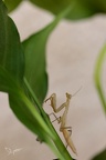 Mante religieuse immature 27.06.26-0004 (15 visits) Mante religieuse immature 27.06.26-0004