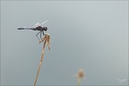 Selysiothemis nigra ♂ 16.07.26-0036 (12 visits) Selysiothemis nigra ♂ 16.07.26-0036