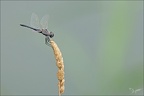 Selysiothemis nigra ♂ 16.07.26-0014 (14 visits) Selysiothemis nigra ♂ 16.07.26-0014