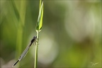 Sympecma fusca 16.05.26-0001 (10 visits) Sympecma fusca 16.05.26-0001